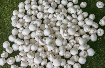 Fresh mushrooms